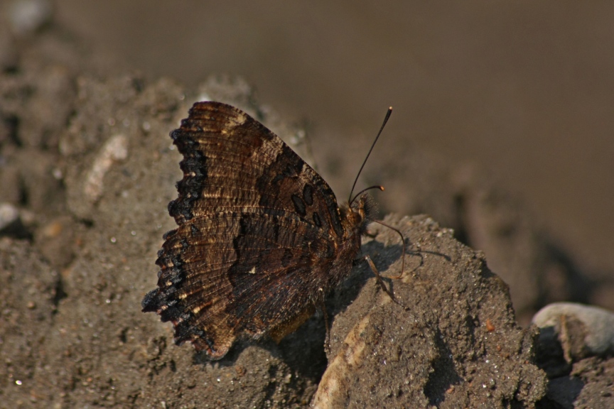 FARFALLE E COLEOTTERI
